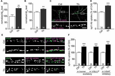 Physiological Concentrations of Amyloid Beta Regulate Recycling of Synaptic Vesicles via Alpha7 Acetylcholine Receptor and CDK5/Calcineurin Signaling